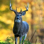 Watch Your Local Deer Herd for EHD | An Official Journal Of The NRA