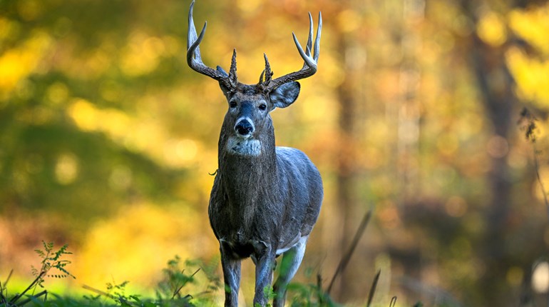 Watch Your Local Deer Herd for EHD | An Official Journal Of The NRA