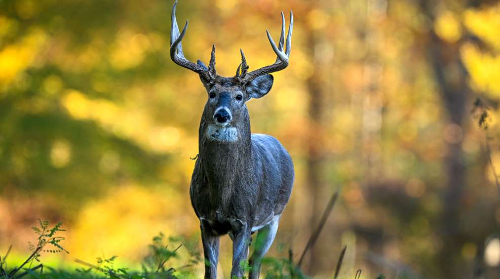 Whitetail Deer In Greenery