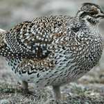 LEDE Deparrtments Asking Sportsmen For Feathers