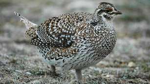 LEDE Deparrtments Asking Sportsmen For Feathers