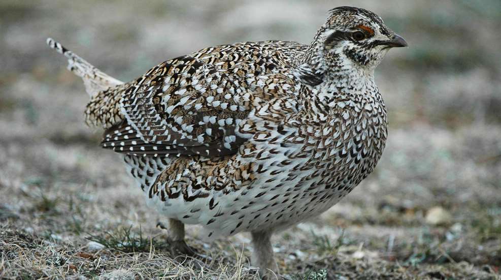LEDE Deparrtments Asking Sportsmen For Feathers