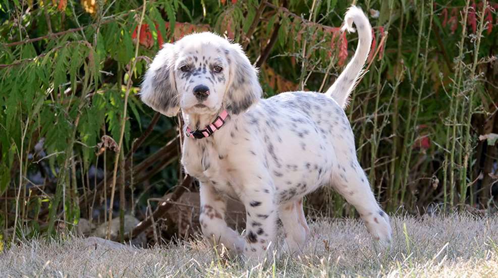 pupprep_lead.jpg