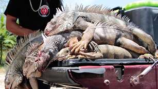 iguana_gal_f.jpg