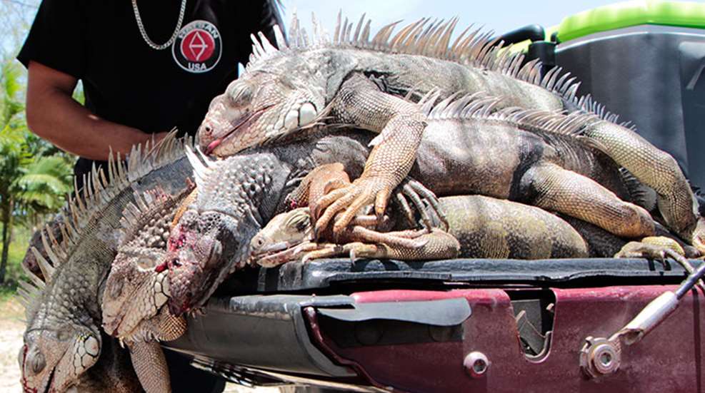 iguana_gal_f.jpg