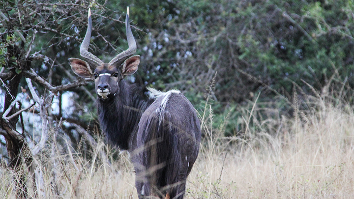 African Game in Field