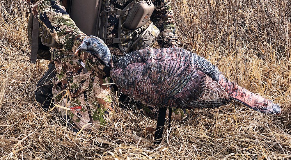 Hunter staking turkey decoy.