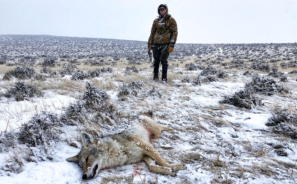 Hunter walking up to coyote on the ground