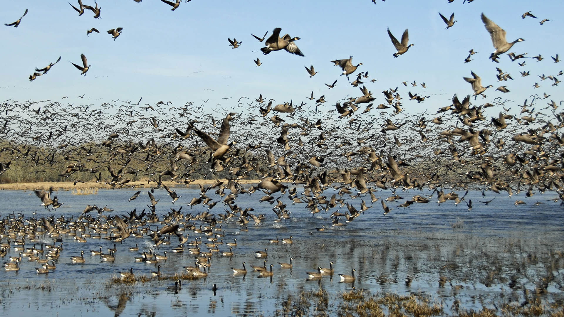 Waterfowler Bird Flu Precautions | An Official Journal Of The NRA