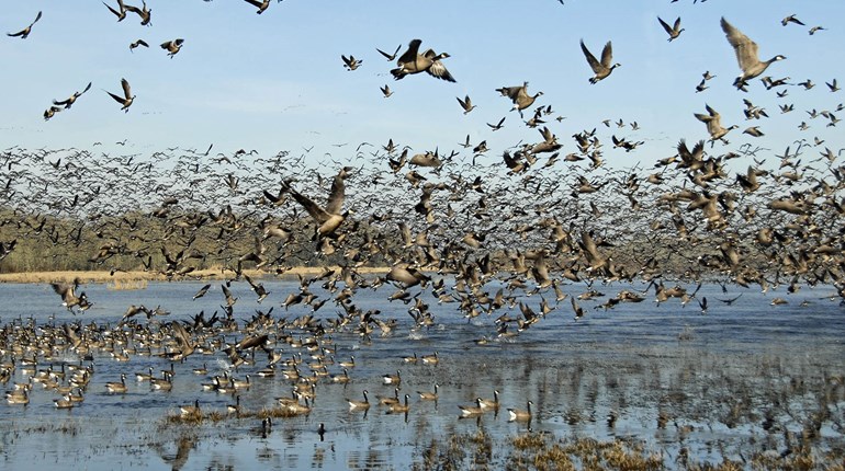Waterfowler Bird Flu Precautions | An Official Journal Of The NRA