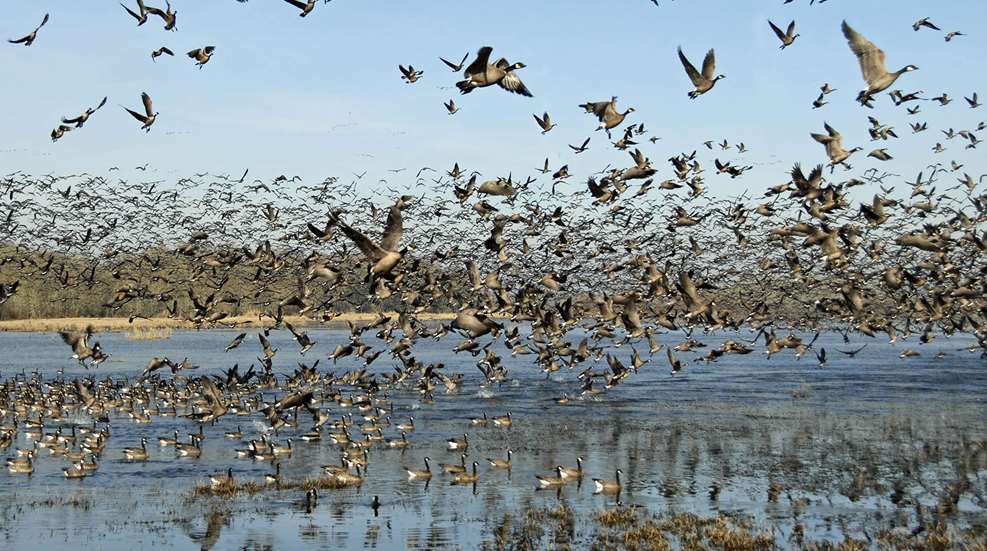 Ledewaterfowl Hunters