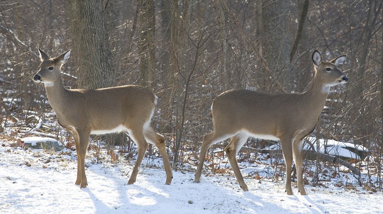 Hunting on State Parks Helps Protect Biodiversity | An Official Journal Of The NRA