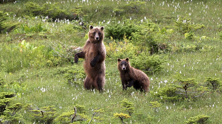 Grizzly bears roughhousing in field