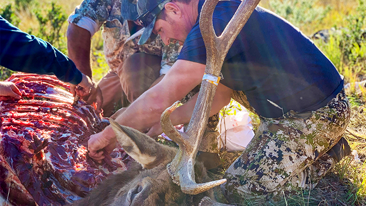 Hunters butchering bull elk in New Mexico