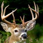 floridadeerbaglimit_lead.jpg