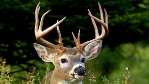 floridadeerbaglimit_lead.jpg