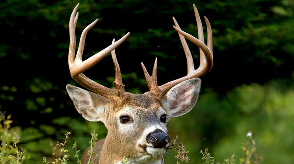 floridadeerbaglimit_lead.jpg