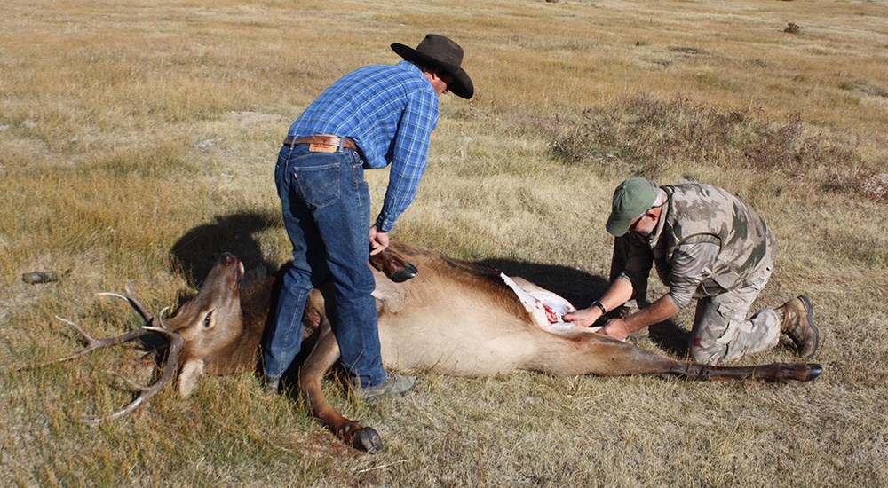 Hunters butchering elk in field.