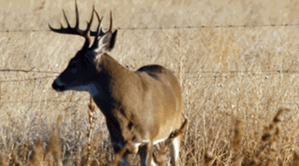 20091216-2009121-damn-buck_m.gif