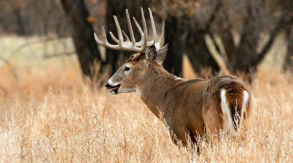 timber_whitetails_f.jpg