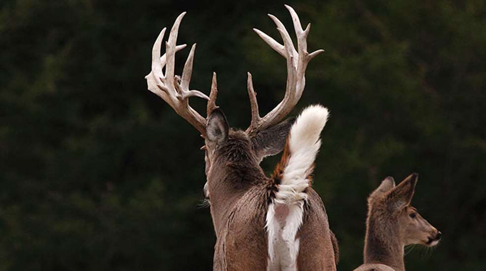 buck_tips_biologists_f.jpg