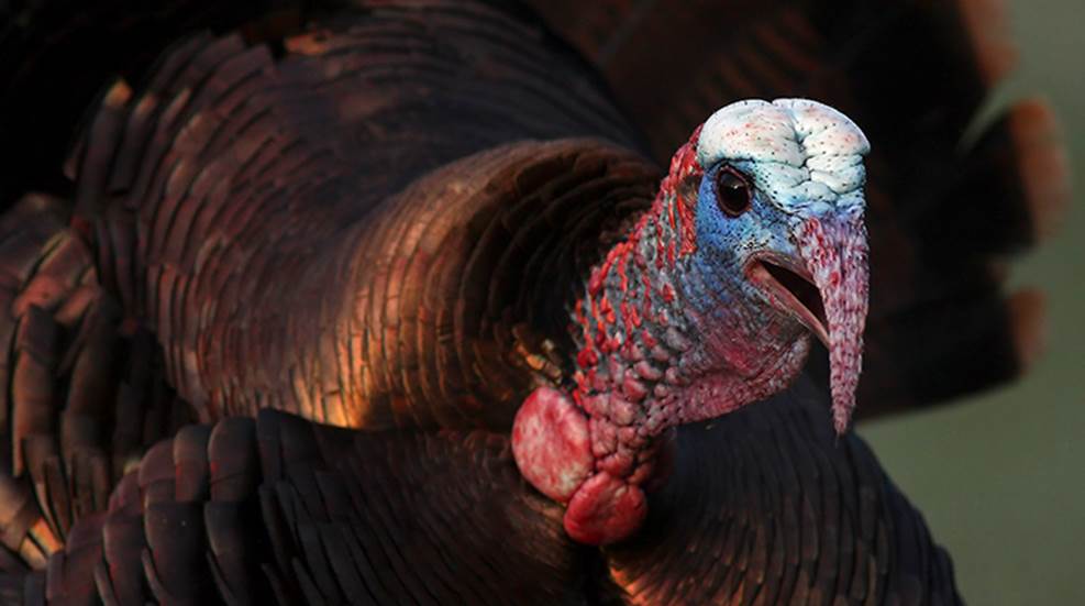 10 Stupid-Smart Turkey Tactics | An Official Journal Of The NRA