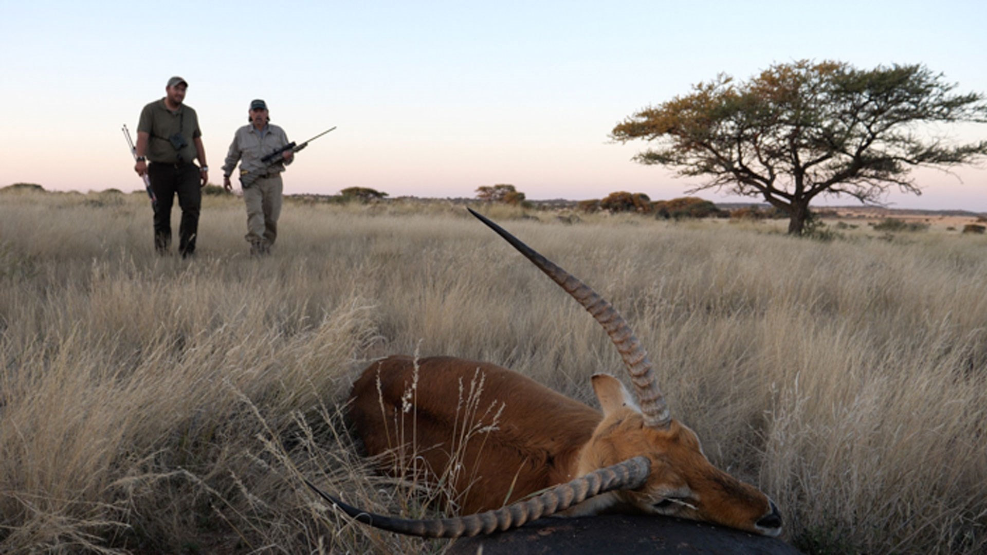 Downed animal being approached by hunters