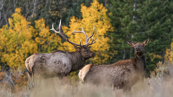 Bull Elk with Cow Elk