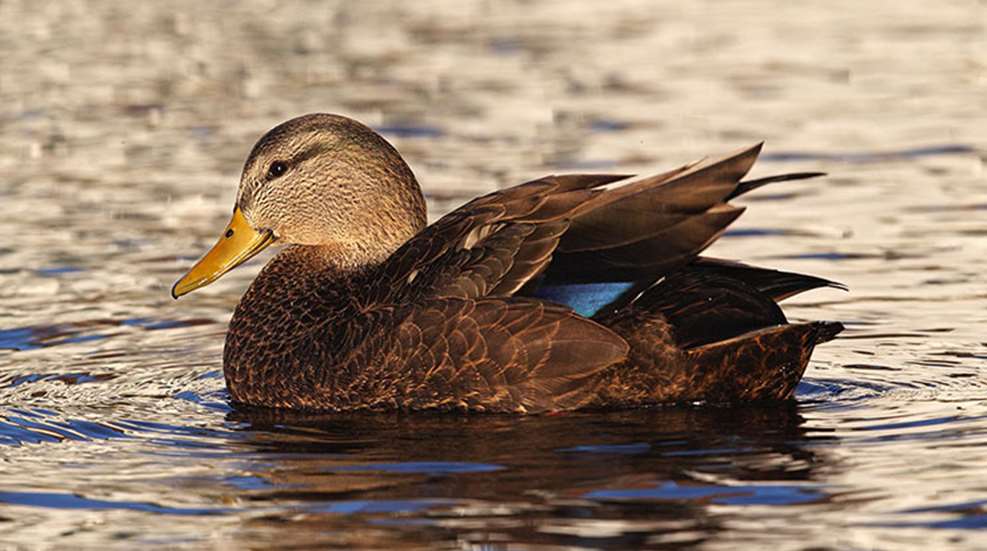 blackduck_lead.jpg