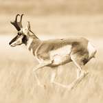 High Speed Higher Confidence Lead