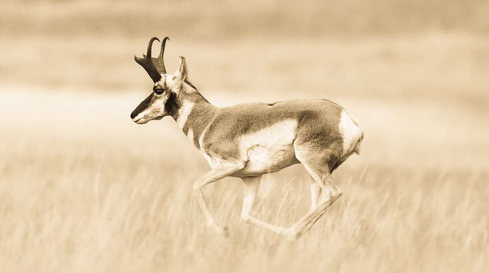 High Speed Higher Confidence Lead