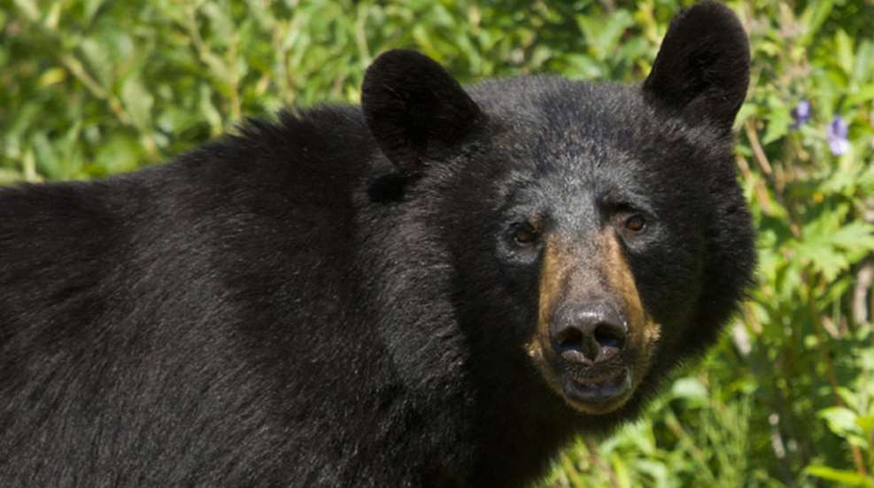 black_bear_hlf_f.jpg