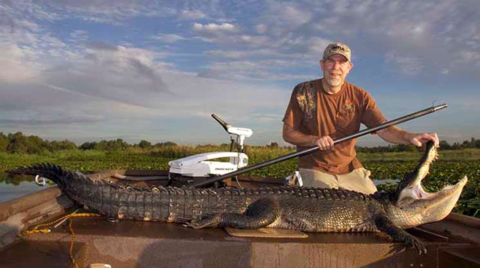 gator_on_line_f.jpg