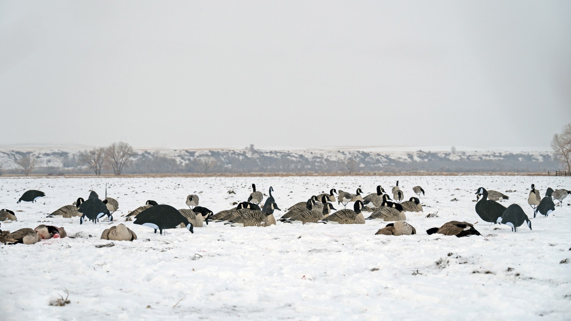 Geese in snow field decoy hunting