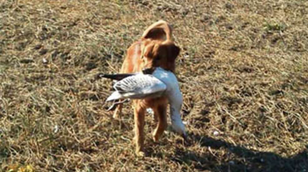 201272592514-gundogs_bluecollar.jpg