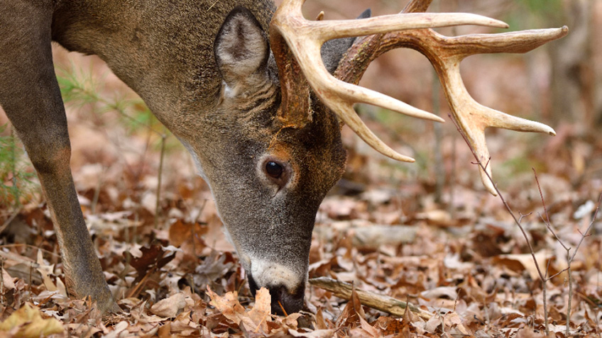 An Official Journal Of The NRA | Deer Hunting: How to Find Natural Food Sources