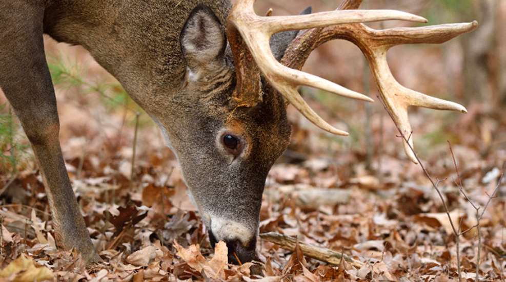 deerfoodid_lead.jpg