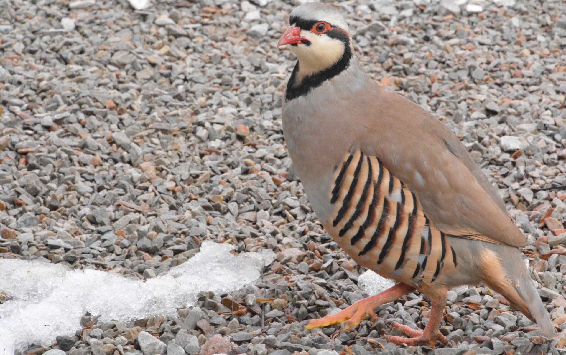 Chukar standing on gravel