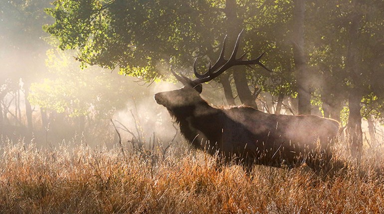 My Mom's Elk | An Official Journal Of The NRA