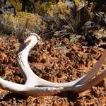 shedhunting_lead.jpg