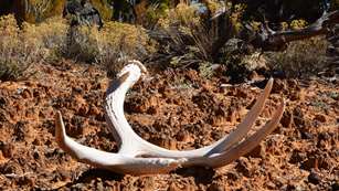 shedhunting_lead.jpg
