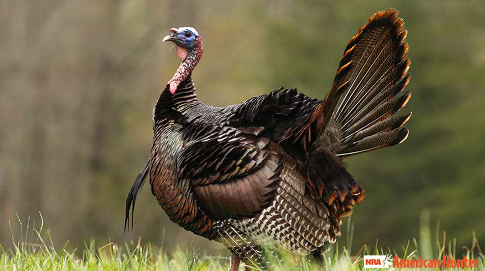 huntingturkeysfromablind_lead.jpg