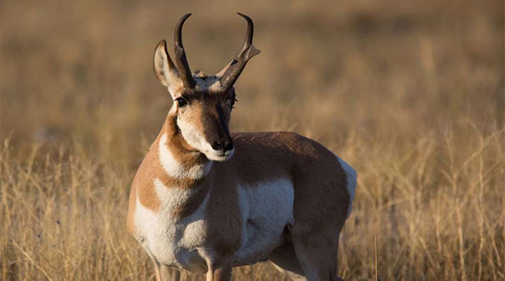 pronghorn_lead.jpg