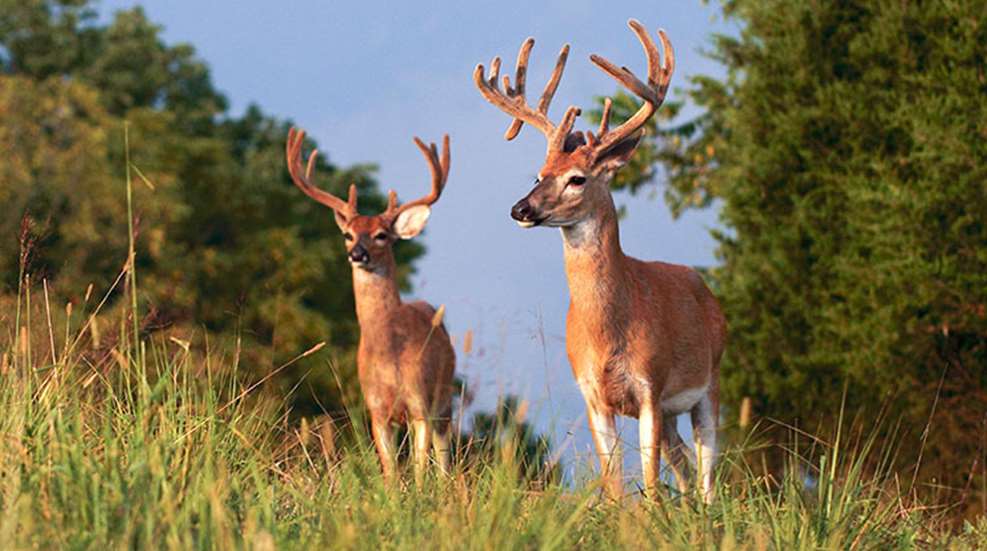 scouting_secrets_early_season_bucks_f.jpg