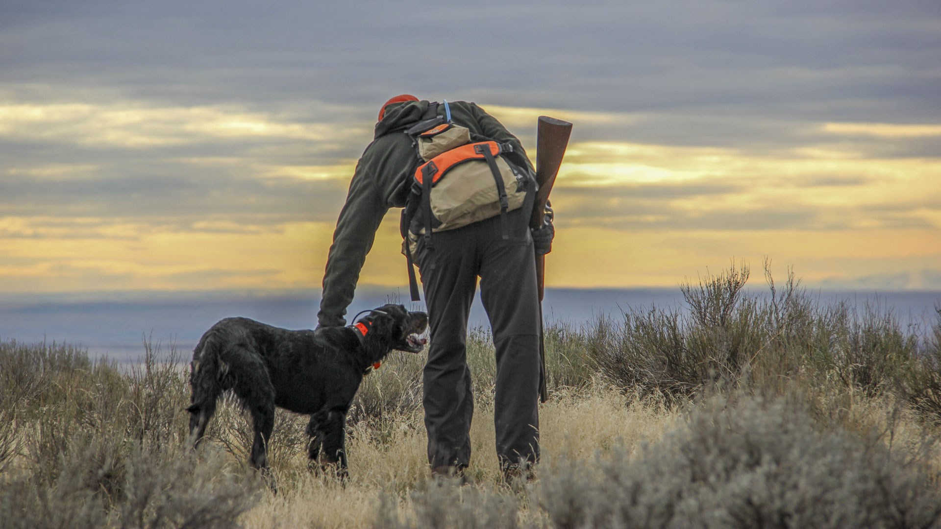 Bird hunter against the sunset
