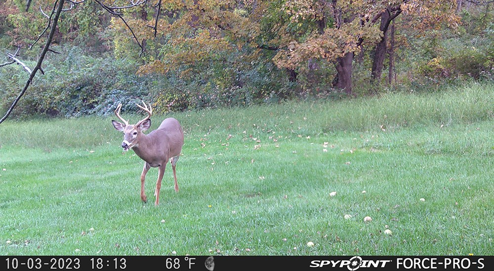 Spypoint trail camera image of white-tailed deer.