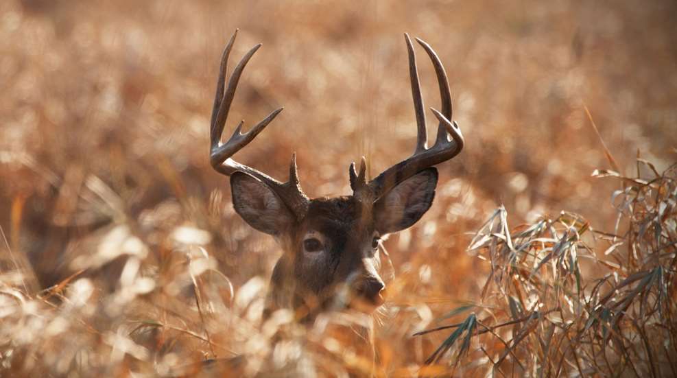 Buck Hidden In Tall Grass