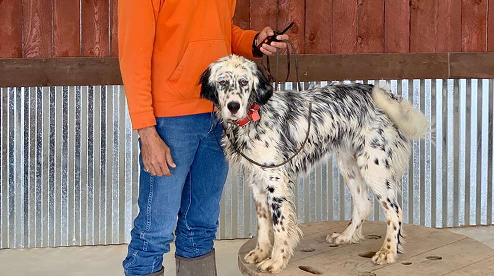 gundogs-beasilentpartner_lead.jpg