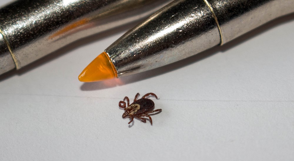 Lone Star tick next to ammunition tip.