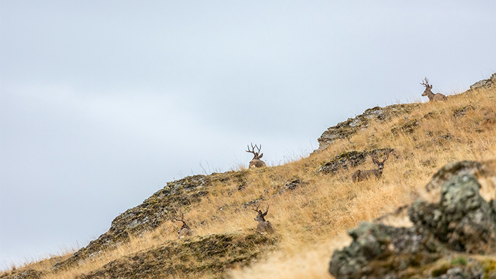 Mule Deer Bucks Bedded on Texas Ridge